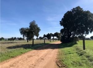 Subasta de Finca Rústica, en Extremadura. 209 Has. Peraleda del Zaucejo.